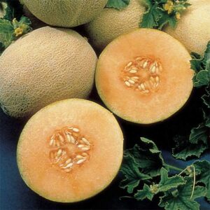 Melon 'Ambrosia'