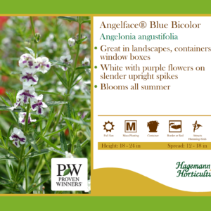 Angelonia Blue