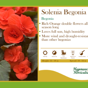 Begonia Solenia Orange