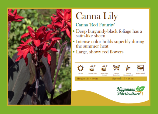 Canna Lilly Red