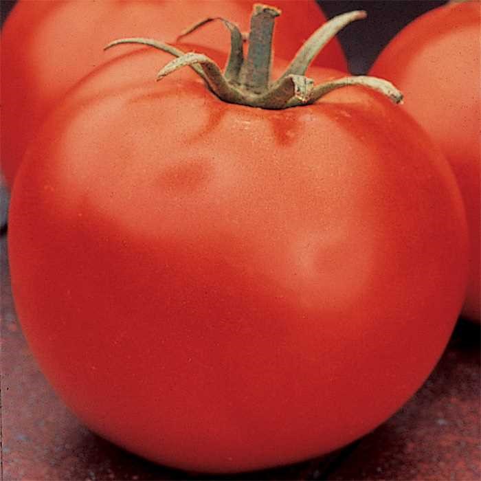 Tomato 'Celebrity'