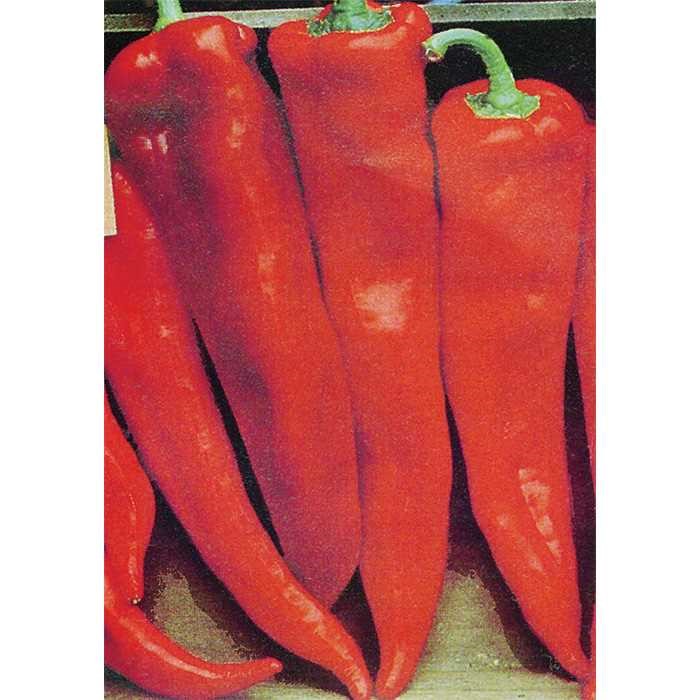Pepper 'Corno Di Toro Red'