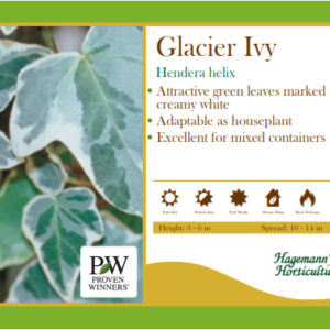 Glacier Ivy Hedera Helix