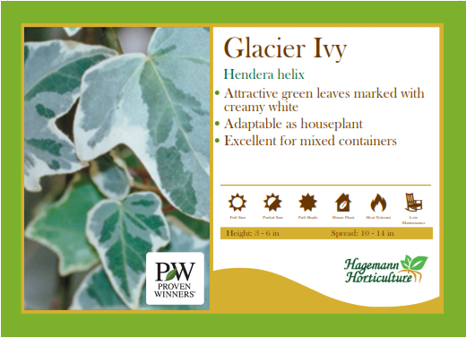 Glacier Ivy Hedera Helix