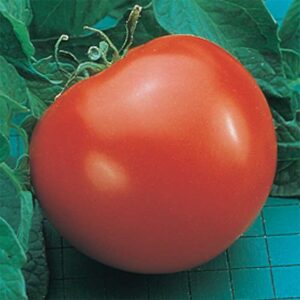 Tomato 'Goliath'