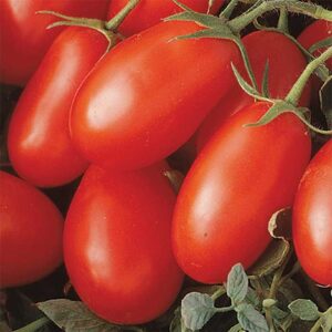 Tomato 'La Roma'