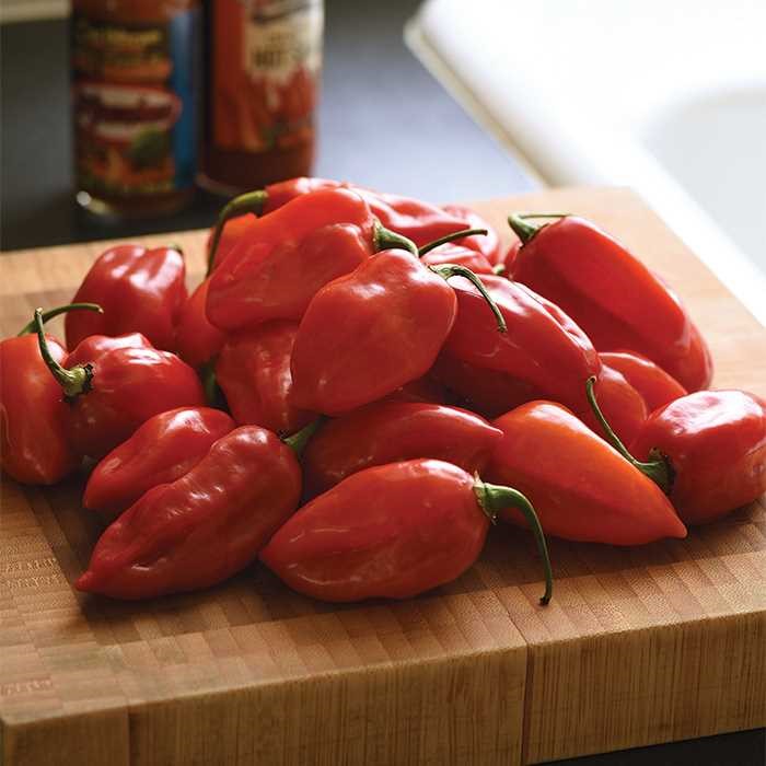 Primero Red Hybrid Habanero Pepper Pepper 'Primero Habanero'
