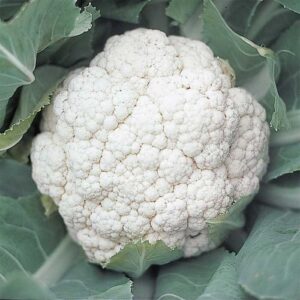 Cauliflower 'Snow Crown'