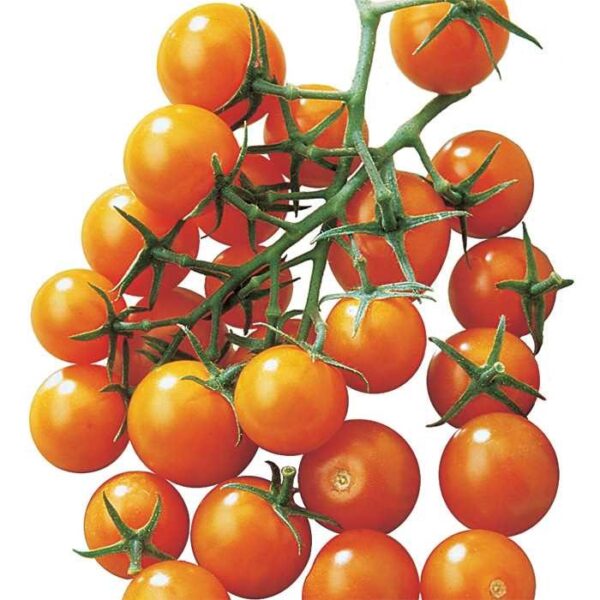 Tomato 'Sunsugar'
