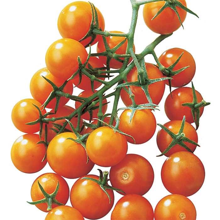Sunsugar Hybrid Tomato Tomato 'Sunsugar'